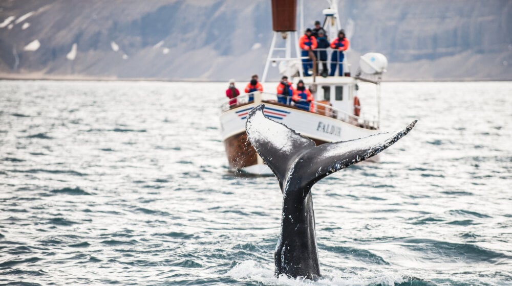 Island odobrio lov na 128 kitova ove godine 1