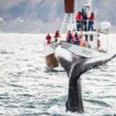 Island odobrio lov na 128 kitova ove godine 12