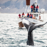 Island odobrio lov na 128 kitova ove godine 6
