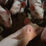 Afrička kuga desetkovala svinjski fond u Srbiji, cena prasadi dostigla 750 dinara za kilogram žive vage 7