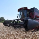 Žetva pšenice već početkom juna, a silosi puni starog roda: Kako sačuvati kvalitet hlebnog zrna? 1