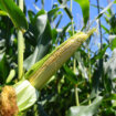 Suša uništava kukuruz na severu Srbije: Ratari traže da država otkupi više žita po većoj ceni 10