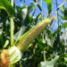 Suša uništava kukuruz na severu Srbije: Ratari traže da država otkupi više žita po većoj ceni 8