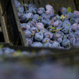 Proizvođači borovnica i suvih šljiva iz Srbije zadovoljni mogućnošću izvoza tog voća u Kinu 4