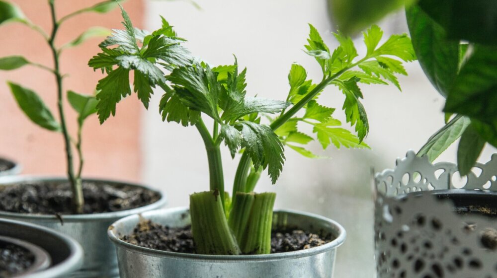 Zasadite celer na terasi: Lepo izgleda i tera insekte 1
