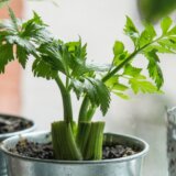 Zasadite celer na terasi: Lepo izgleda i tera insekte 1