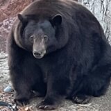 Životinje: Medvedica „Henk tenk" uhvaćena u Kaliforniji posle više od 20 provala u kuće ljudi 5