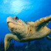 Florida zabranila balone radi zaštite morskih kornjača i ptica koje ih brkaju s hranom 13
