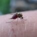 "Nema razloga za strah": Krajem sedmice, uništavanja komaraca sa zemlje, iz aviona i sa reka u Beogradu 1