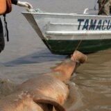 Životinje i Amazonija: Šokantne fotografije mrtvih delfina tokom teške suše 6