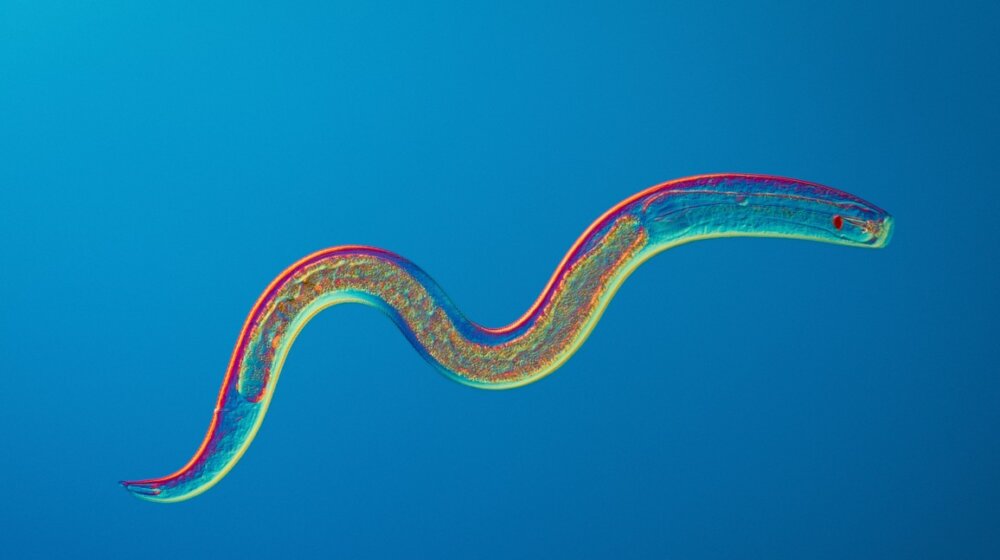 Šta su nematode i kako mogu naškoditi ljudima? 11