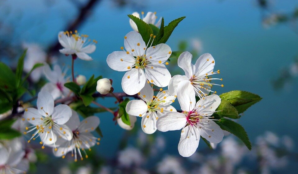 Procvetale trešnje u oktobru: Zbog čega je to zabrinulo građane? 1