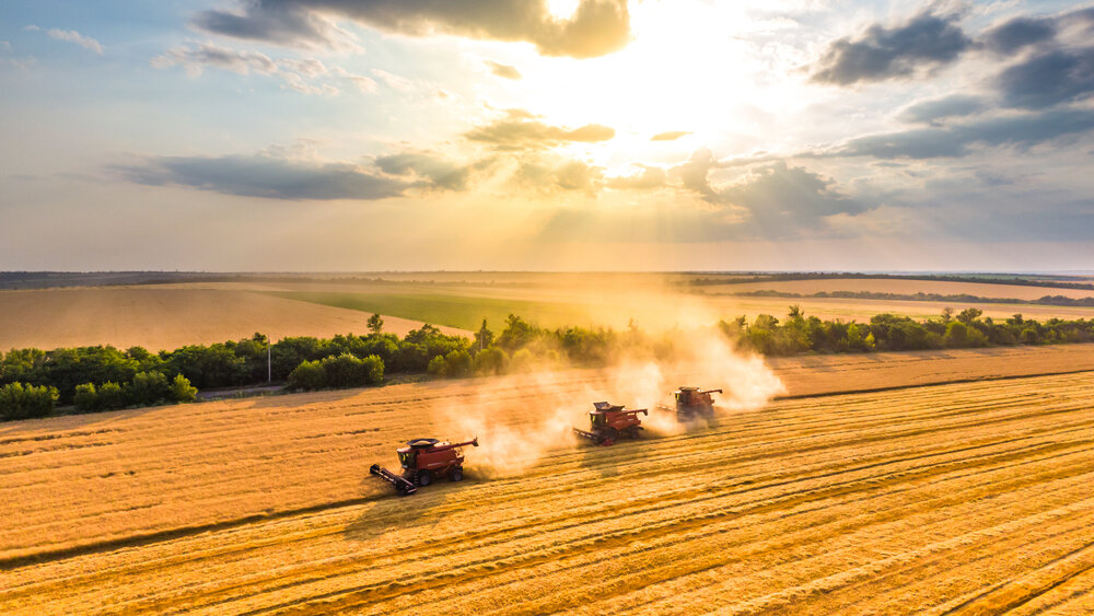 Poljoprivrednici posejali manje pšenice jer nemaju novca: Godina dobra, ali 16 odsto manje će je proizvesti 2