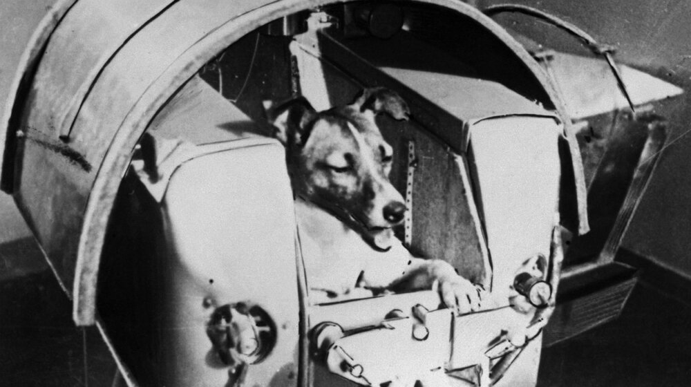 Dan pre lansiranja u svemir, Lajka je provela igrajući se sa decom: Pre 66 godina uginuo je najhrabriji pas 1