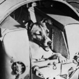 Dan pre lansiranja u svemir, Lajka je provela igrajući se sa decom: Pre 66 godina uginuo je najhrabriji pas 5