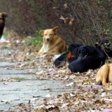 Ko je otrovao pse u Valjevu i okolini: Policija bez rezultata, kreozan kao potencijalni uzrok smrti 4