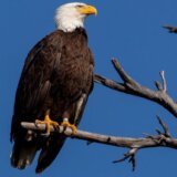 Amerika i životinje: Optuženi da su ubili 3.600 ptica, među njima i beloglave orlove 14