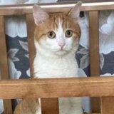 Rusija i životinje: Uginula mačka koju je kondukterka izbacila iz voza 3