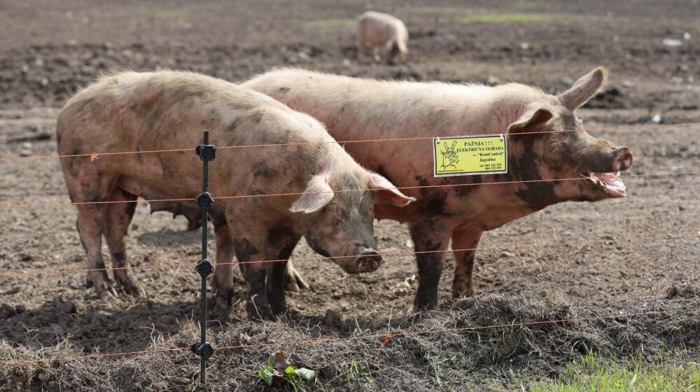 RZS: U Srbiji za godinu dana smanjen broj svinja za skoro 20 odsto 1