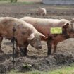 Moravički okrug nije više zaražen afričkom kugom svinja 11