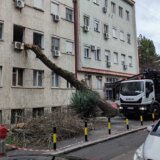 Drvo palo na zgradu porodilišta KBC Zvezdara (FOTO) 1