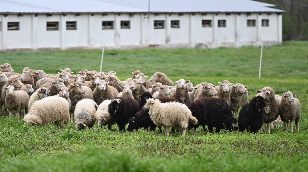 Šta je kuga malih preživara koja se širi regionom i kako je sprečiti? 9