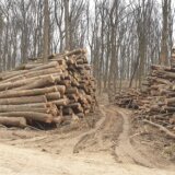 Ekološke organizacije traže moratorijum na 10 godina na seču šuma u Nacionalnom parku Fruška gora 5