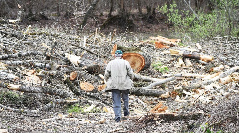 Krivična prijava dvojici osumnjičenih da su posekli čitavu bukovu šumu kod Crne Trave 10