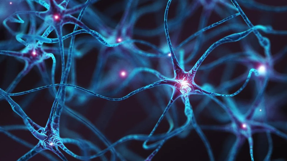 Naučnici su otkrili neurone u kičmenoj moždini koji konkretno prenose senzaciju svraba do mozga