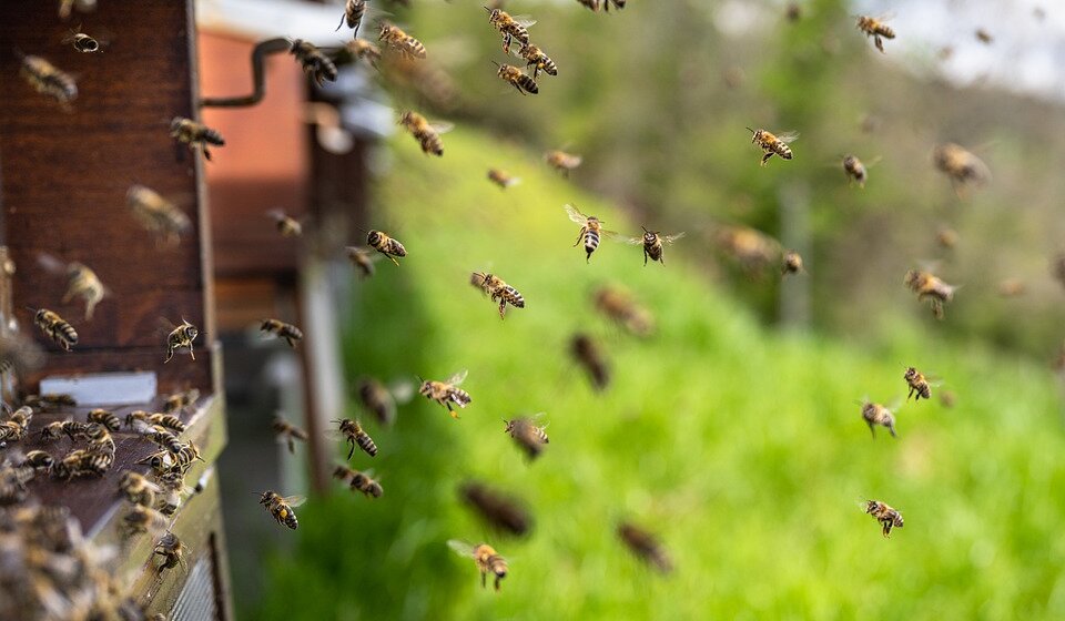 Naglo zahlađenje nepovoljno se odrazilo na pčelarstvo, nema bagremovog meda 1