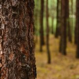 Zašto se suši drveće širom Srbije? 6