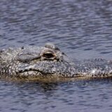 Amerika: Ostaci ženskog tela pronađeni u čeljustima aligatora 5