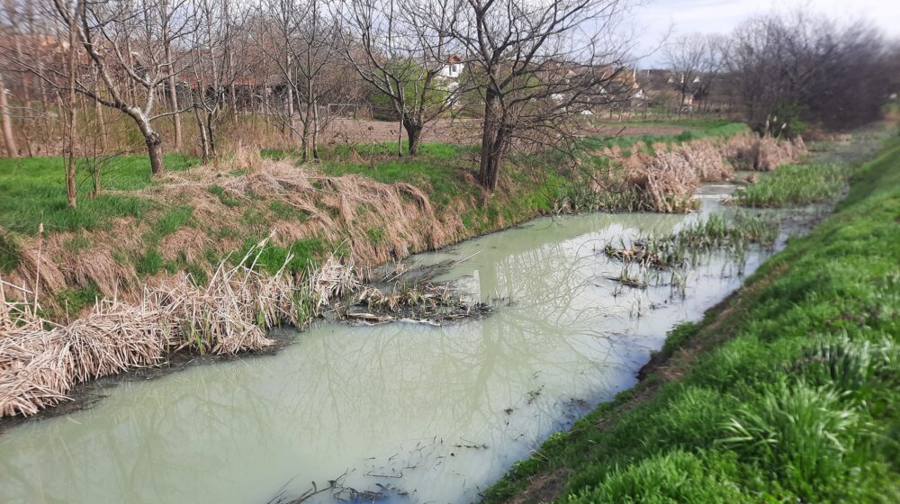 Krivaja u Srbobranu na udaru zagađivača: Farma svinja uništava reku, ekolozi pozivaju na ujedinjenje 1