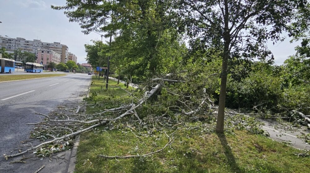 Palo drvo na trotoar kod Limanskog parka u Novom Sadu: Povređenih nema, radnici "Zelenila" raščišćavaju teren 1