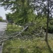 SSP u Subotici: Zbog nestručnosti 'Čistoće i zelenila' palo drvo u parku 18
