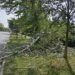 SSP u Subotici: Zbog nestručnosti 'Čistoće i zelenila' palo drvo u parku 2