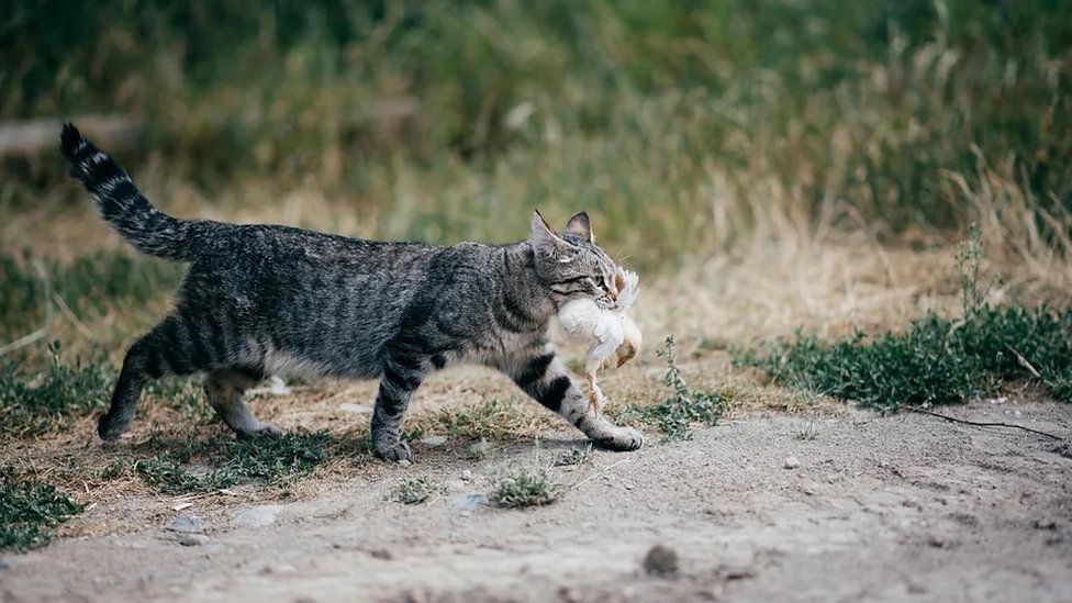 Mačke su glavni izvor smrtnosti čovečjeg porekla za ptice i male sisare u SAD