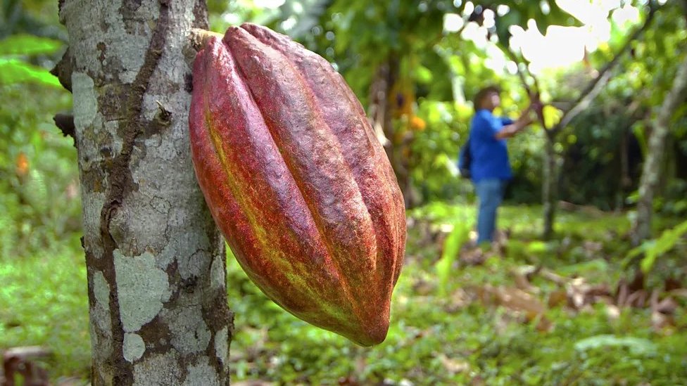 Kostarika, kakao