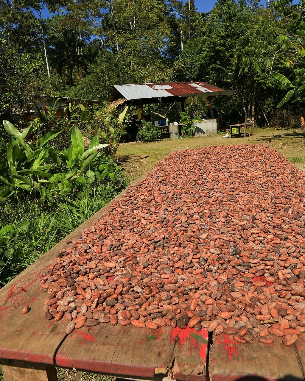 Kostarika, zrnevlje kakaoa