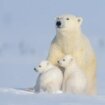 Klimatske promene: Zašto polarni medvedi više nisu vizuelni simbol klimatskih promena 13