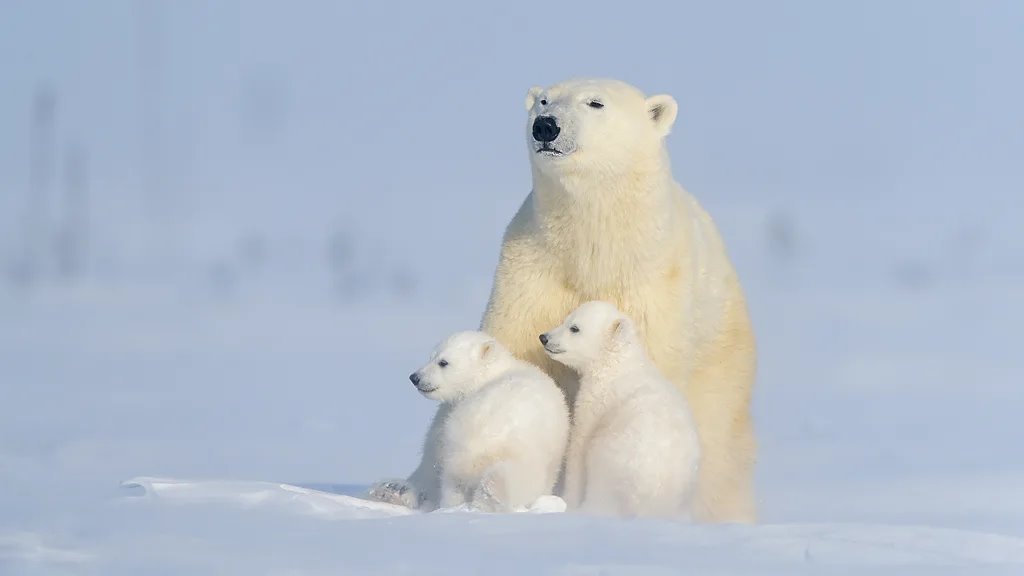 Polarni medvedi