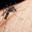 Komarci i zaraza: Denga groznica se širi Evropom, klimatske promene jedan od uzroka 11
