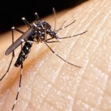 Komarci i zaraza: Denga groznica se širi Evropom, klimatske promene jedan od uzroka 8