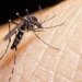 Komarci i zaraza: Denga groznica se širi Evropom, klimatske promene jedan od uzroka 3