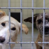 Srbija: Ko i kako kontroliše prihvatilišta za napuštene pse 7