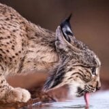 Životinje: Najređa vrsta mačke više nije na ivici izumiranja, kažu naučnici 4
