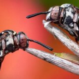 Životinje: Dremka pčela, proždrljiva muva i 'vanzemaljac' - najbolje fotografije insekata 4