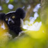 Životinje: „Raspevani lemuri ukazuju na poreklo muzike“ 4