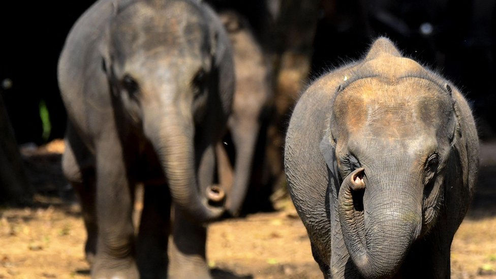 Dva slona bebe u Šri Lanki