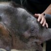 Divlje životinje: Najmanjem slonu na svetu preti izumiranje 10